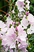 SIDALCEA ELSIE HEUGH,  SURREY