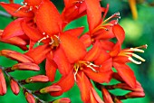 CROCOSMIA MISTRAL