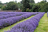 LAVENDER FIELD,  BANSTEAD,  SURREY: JULY. PLANT IN PICTURE IS LAVANDULA ANGUSTIFOLIA MAILLETTE,  ORGANIC LAVENDER OIL BEING PRODUCED COMMERCIALLY (MAYFIELD LAVENDER). CORRIDOR AROUND FIELD IS SET ASIDE FOR WILDFLOWERS.