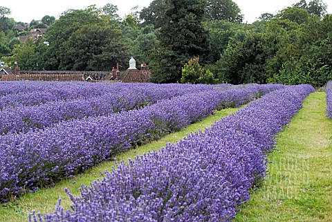 LAVENDER_FIELD__BANSTEAD__SURREY_JULY_PLANT_IN_PICTURE_IS_LAVANDULA_ANGUSTIFOLIA_MAILLETTE__ORGANIC_