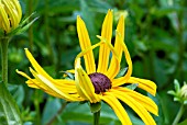 UNFURLING FLOWER OF RUDBECKIA FULGIDA VAR. SULLIVANTII GOLDSTURM,