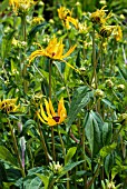 UNFURLING BUDS OF RUDBECKIA FULGIDA VAR. SULLIVANTII GOLDSTURM,