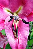 LILIUM ROBINA