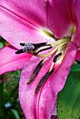 LILIUM ROBINA