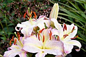 LILIUM TOMPOUCE,  SURREY: JULY