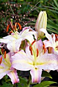 LILIUM TOMPOUCE,  SURREY: JULY