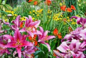 COLOUR PROVIDED BY LILIUM ACAPULCO (LEFT OF PICTURE) AND L. ROBINA,  CROCOSMIA MISTRAL AND RUDBECKIA FULGIDA VAR. SULLIVANTII GOLDSTURM,  SURREY: JULY