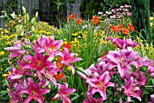 COLOUR PROVIDED BY LILIUM ACAPULCO (LEFT OF PICTURE) AND L. ROBINA,  CROCOSMIA MISTRAL AND RUDBECKIA FULGIDA VAR. SULLIVANTII GOLDSTURM,  SURREY: JULY