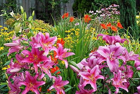 COLOUR_PROVIDED_BY_LILIUM_ACAPULCO_LEFT_OF_PICTURE_AND_L_ROBINA__CROCOSMIA_MISTRAL_AND_RUDBECKIA_FUL