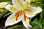 LILIUM LOVELY GIRL,  SURREY: JULY