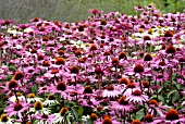 ECHINACEA PURPUREA GREEN EDGE AND ECINACEA PURPUREA RUBINGLOW IN THE PIET OUDOLF BORDERS AT RHS WISLEY: JULY