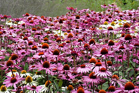 ECHINACEA_PURPUREA_GREEN_EDGE_AND_ECINACEA_PURPUREA_RUBINGLOW_IN_THE_PIET_OUDOLF_BORDERS_AT_RHS_WISL