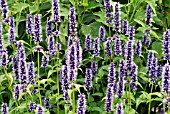 AGASTACHE BLACK ADDER IN THE PIET OUDOLF BORDERS AT RHS WISLEY: JULY