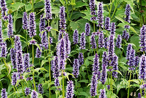 AGASTACHE_BLACK_ADDER_IN_THE_PIET_OUDOLF_BORDERS_AT_RHS_WISLEY_JULY