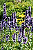 AGASTACHE BLACK ADDER WITH RUDBECKIA MAXIMA IN THE PIET OUDOLF BORDERS AT RHS WISLEY: JULY