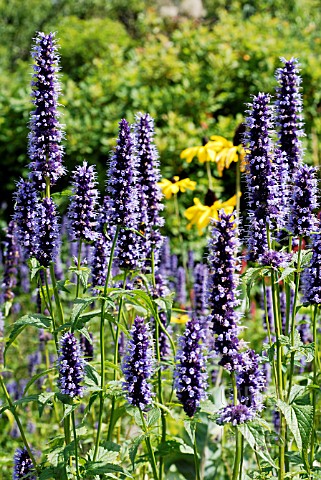 AGASTACHE_BLACK_ADDER_WITH_RUDBECKIA_MAXIMA_IN_THE_PIET_OUDOLF_BORDERS_AT_RHS_WISLEY_JULY