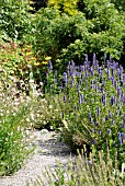 PATH WITH AGASTACHE, RUDBECKIA MAXIMA ETC. IN THE PIET OUDOLF BORDERS AT RHS WISLEY, JULY