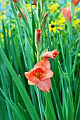 GLADIOLUS RHODOS,  SURREY: JULY