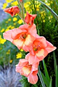 GLADIOLUS RHODOS,  SURREY: JULY