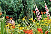 GARDEN SCENE WITH RUDBECKIA FULGIDA VAR. SULLIVANTII GOLDSTURM,  CROCOSMIA MISTRAL AND GLADIOLUS COLUMBINE,  SURREY: AUGUST