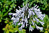 AGAPANTHUS WINDSOR GREY,  RHS WISLEY: AUGUST