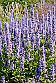 AGASTACHE BLUE FORTUNE IN THE PIET OUDOLF BORDERS AT RHS WISLEY: AUGUST