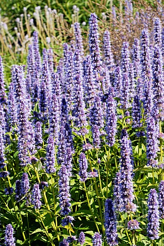 AGASTACHE_BLUE_FORTUNE_IN_THE_PIET_OUDOLF_BORDERS_AT_RHS_WISLEY_AUGUST