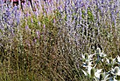 ERYNGIUM GIGANTEUM SILVER GHOST,  SPOROBOLUS HETEROLEPSIS,   VERONICASTRUM VIRGINICUM FASCINATION AND PEROSKIA ATRIPLICIFOLIA LITTLE SPIRE IN THE PIET OUDOLF BORDERS AT RHS WISLEY: AUGUST