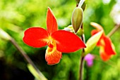 PHRAGMIPEDIUM BESSEAE,  RHS WISLEY: AUGUST