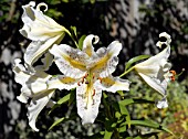 LILIUM LOVELY GIRL,  SURREY: AUGUST