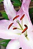 LILIUM WILLEKE ALBERTI,  SURREY: AUGUST