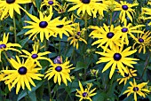 RUDBECKIA FULGIDA VAR. SULLIVANTII GOLDSTURM AND GATEKEEPER BUTTERFLY (PYRONIA TITHONUS),  SURREY: AUGUST