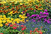 FLEUROSELECT 2007 EXHIBIT,  RHS WISLEY: AUGUST. PLANTS INCLUDE RUDBECKIA HIRTA PRAIRIE SUN,  CAPPAUCCINO AND MAYA,  DIANTHUS BARBATUS NOVERNA PURPLE AND LAVANDULA ANGUSTIFOLIA ELLAGANCE PURPLE.