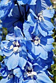 DELPHINIUM CENTURION SKY BLUE (CENTURION SERIES),  RHS WISLEY: AUGUST.