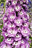 DELPHINIUM CENTURION ROSE (CENTURION SERIES),  RHS WISLEY: AUGUST.