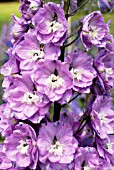 DELPHINIUM ROSY FUTURE (NEW CENTURY HYBRIDS),  RHS WISLEY: AUGUST.