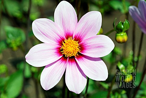 DAHLIA_NORTHWEST_COSMOS__RHS_WISLEY_AUGUST