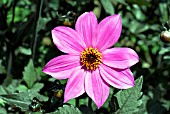 DAHLIA MAGENTA STAR,  RHS WISLEY: AUGUST