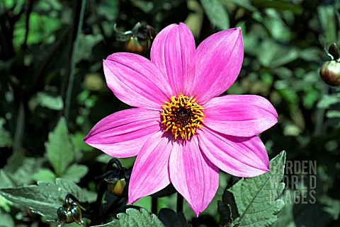 DAHLIA_MAGENTA_STAR__RHS_WISLEY_AUGUST