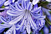 FLORET OF AGAPANTHUS MIDNIGHT BLUE,  RHS WISLEY: AUGUST.