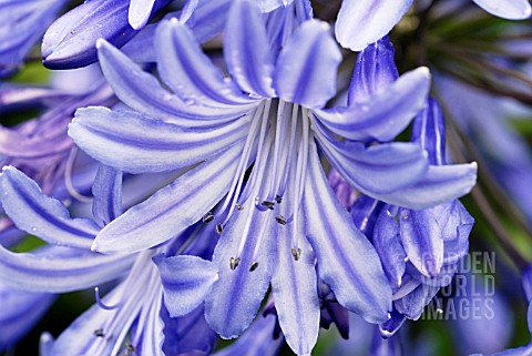 FLORET_OF_AGAPANTHUS_MIDNIGHT_BLUE__RHS_WISLEY_AUGUST