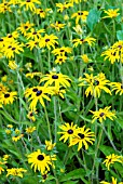 RUDBECKIA FULGIDA VAR. DEAMII,  RHS WISLEY: AUGUST