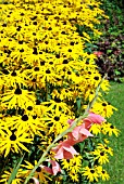 GLADIOLUS COLUMBINE WITH RUDBECKIA FULGIDA VAR. SULLIVANTII GOLDSTURM,