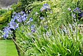 RETAINING WALLS ACCOMMODATING CHANGE IN LEVELS. LOWER BED PLANTED WITH GERANIUM CV. PEROVSKIA BLUE SPIRE AND AGAPANTHUS CVS.LOCH HOPE,  PURPLE CLOUD AND TORBAY,  RHS WISLEY: AUGUST.