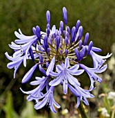 AGAPANTHUS LOCH HOPE,  RHS WISLEY: AUGUST.