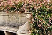 CURVED STONEWORK SEAT WITH ABELIA X GRANDIFLORA,  RHS WISLEY: AUGUST.