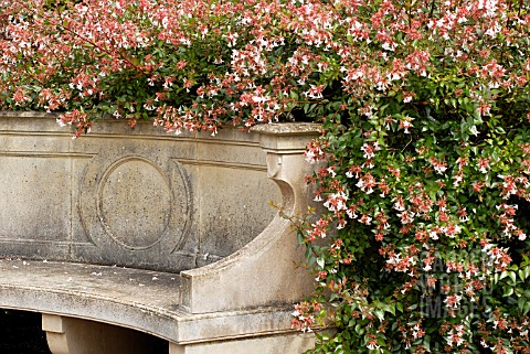 CURVED_STONEWORK_SEAT_WITH_ABELIA_X_GRANDIFLORA__RHS_WISLEY_AUGUST