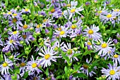 ASTER X FRIKARTII MONCH,  RHS WISLEY: AUGUST.