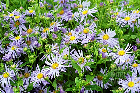 ASTER_X_FRIKARTII_MONCH__RHS_WISLEY_AUGUST