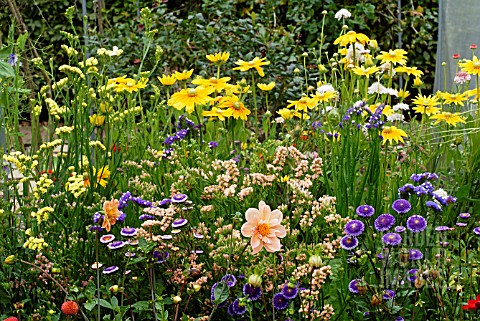 RAISED_BED_FOR_CUT_FLOWERS_IN_MODEL_ALLOTMENT__RHS_WISLEY_AUGUST_FLOWERS_INCLUDE_RUDBECKIA_PRAIRIE_S